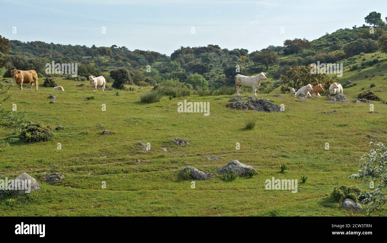 Campos de Cáceres con vacas. Extremadura. España Stock Photo