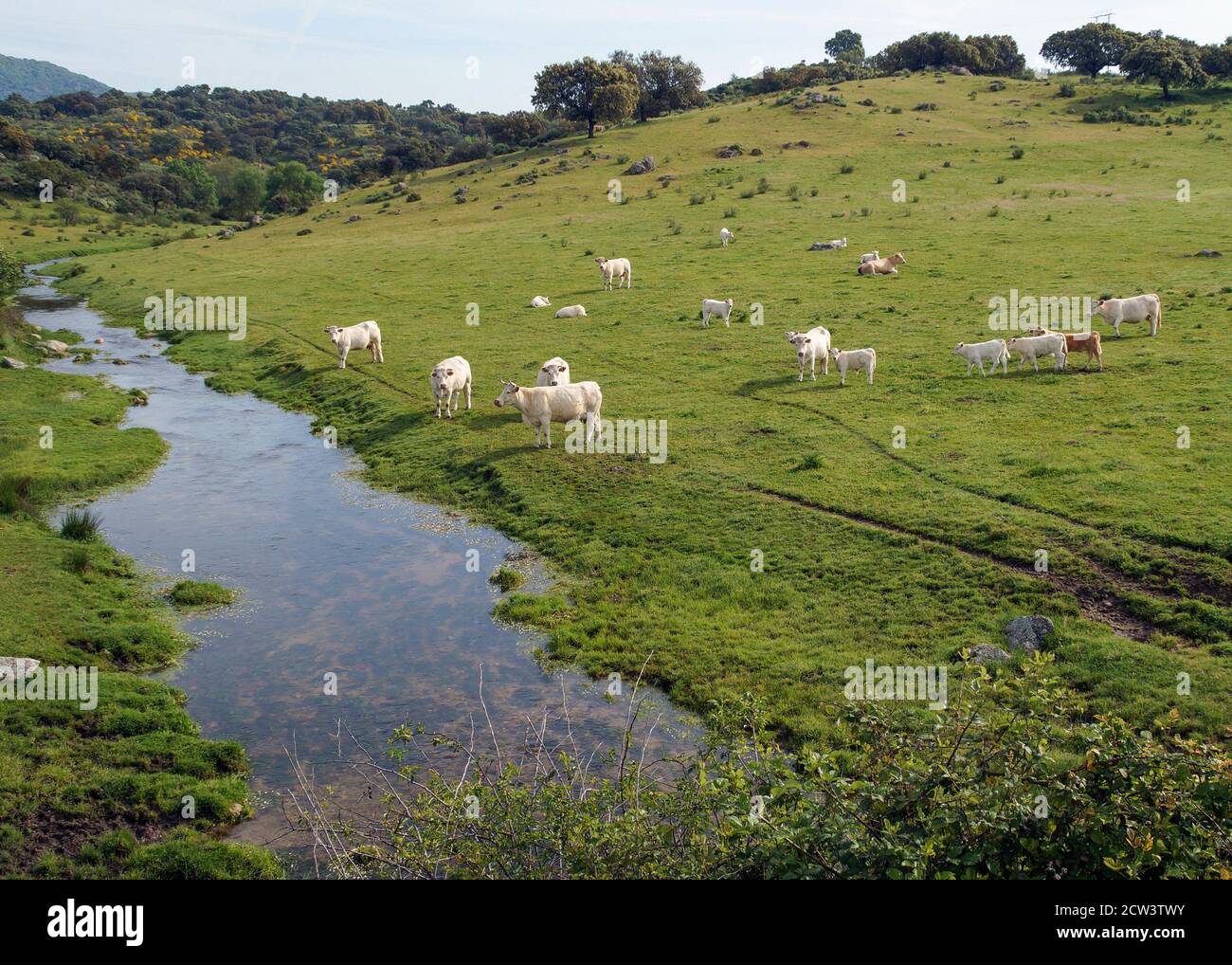 Campos de Cáceres con vacas y río. Extremadura. España Stock Photo