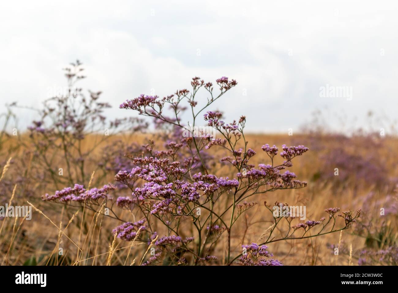 Limonium vulgare or Common Sea Lavender, Marsh Rosemary in dry autumn field close-up sunny Ukraine Stock Photo