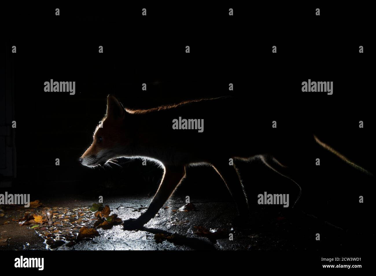 Standing And Facing Forwards High Resolution Stock Photography And Images Alamy