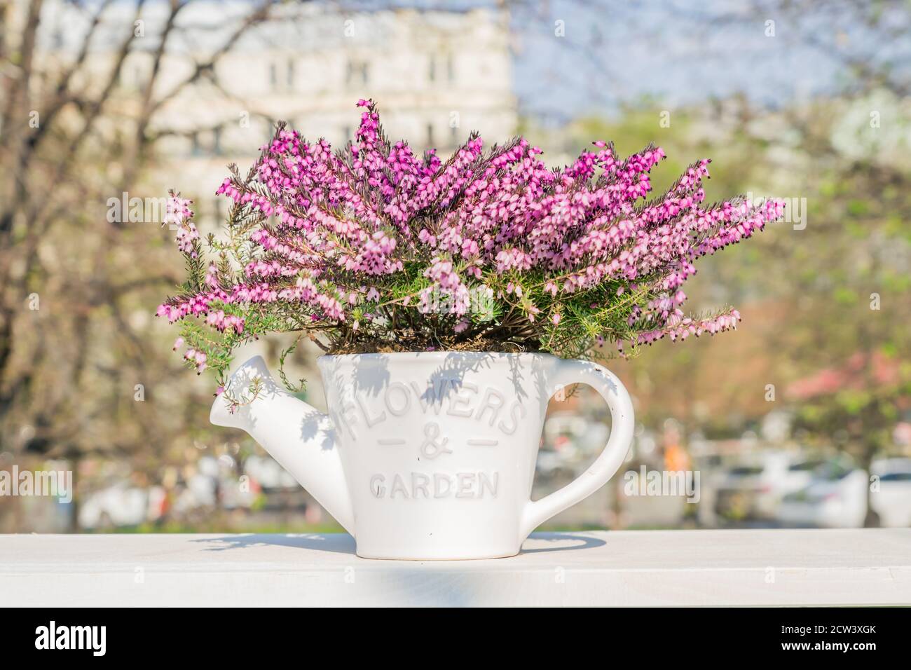 Beautiful blooming purple Erica darleyensis or heather in white ceramics pot in shape of watering can on white table. selective focus Stock Photo