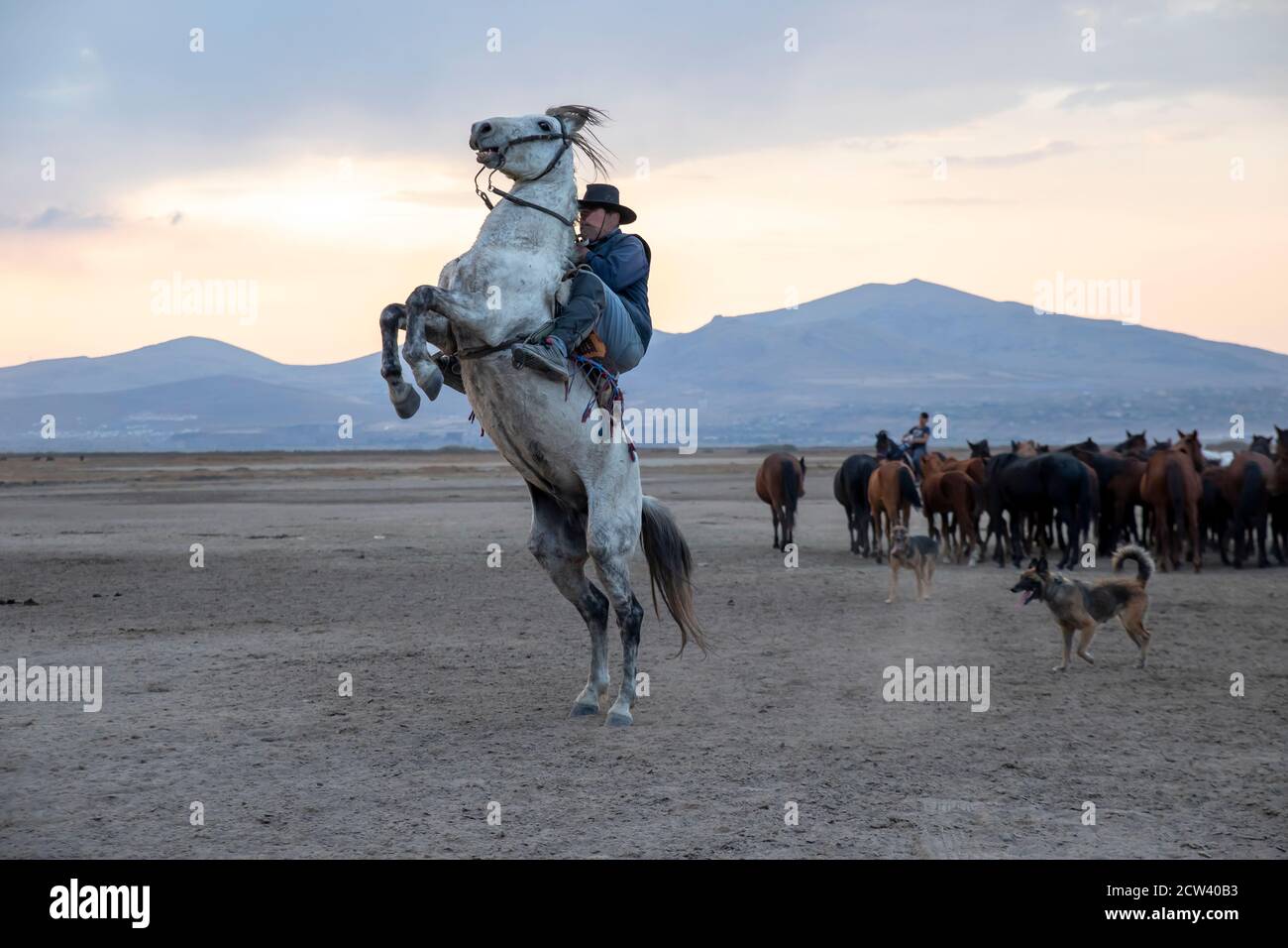 Cowboy on rearing horse, wild horses . Horses - Yilki Atlari live in Cappadocia and Kayseri, in Central Anatolian region of Turkey. Stock Photo