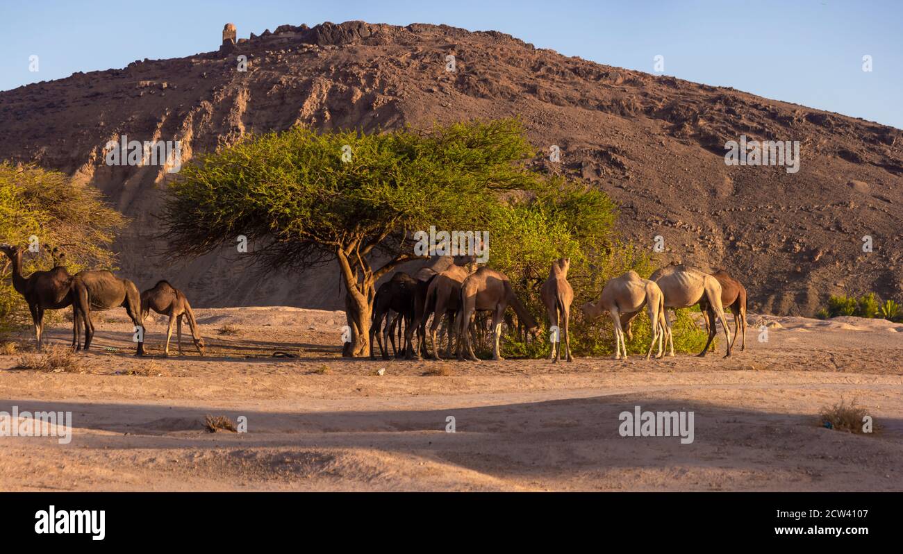 Dromedary camels (Camelus dromedaries) are rarely found in the wild and most of those seen walking around the landscape. Stock Photo