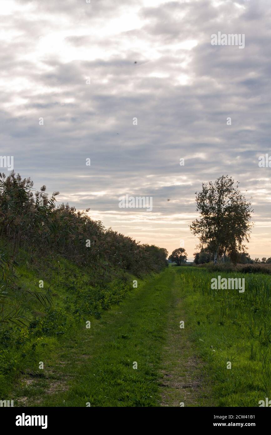 Ravenna grass hires stock photography and images Alamy