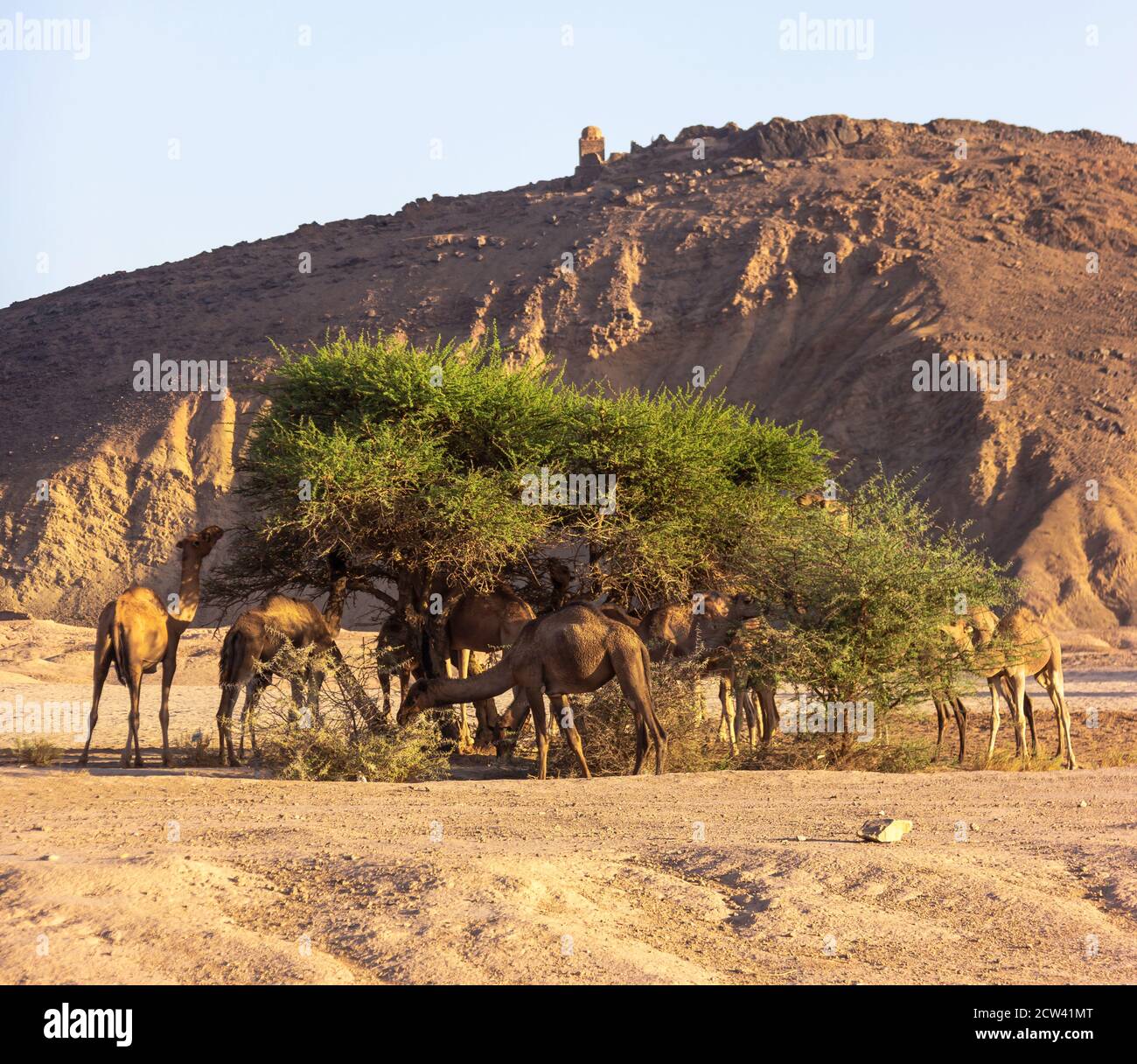 Dromedary camels (Camelus dromedaries) are rarely found in the wild and most of those seen walking around the landscape. Stock Photo