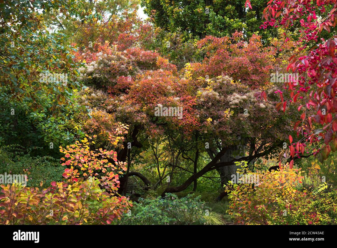 rich autumn colours of nature Stock Photo