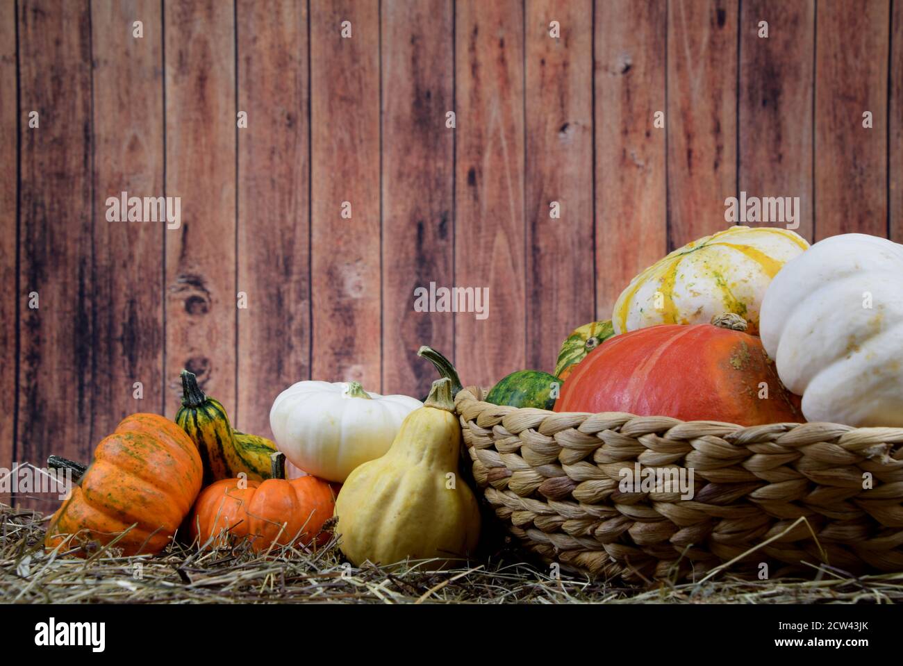 decorative mix of colored pumpkins Stock Photo - Alamy