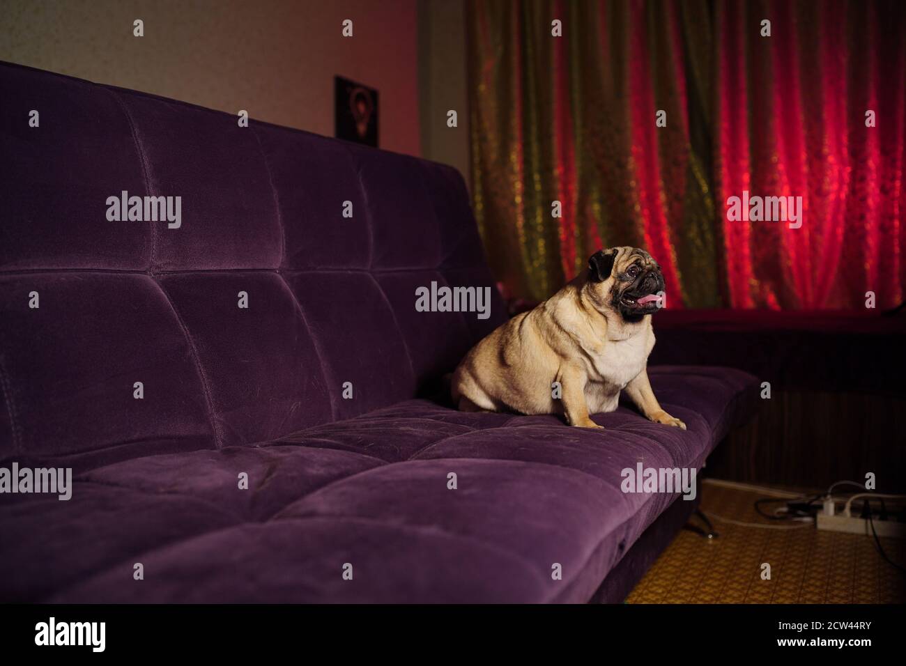 Dog on sofa best sale funny