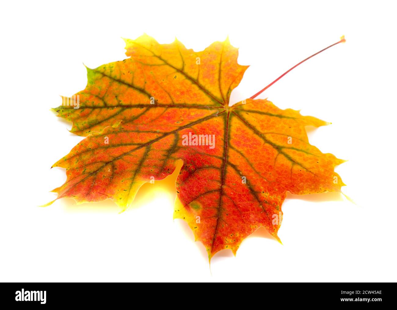 Maple leaf in autumn isolated on white background Stock Photo