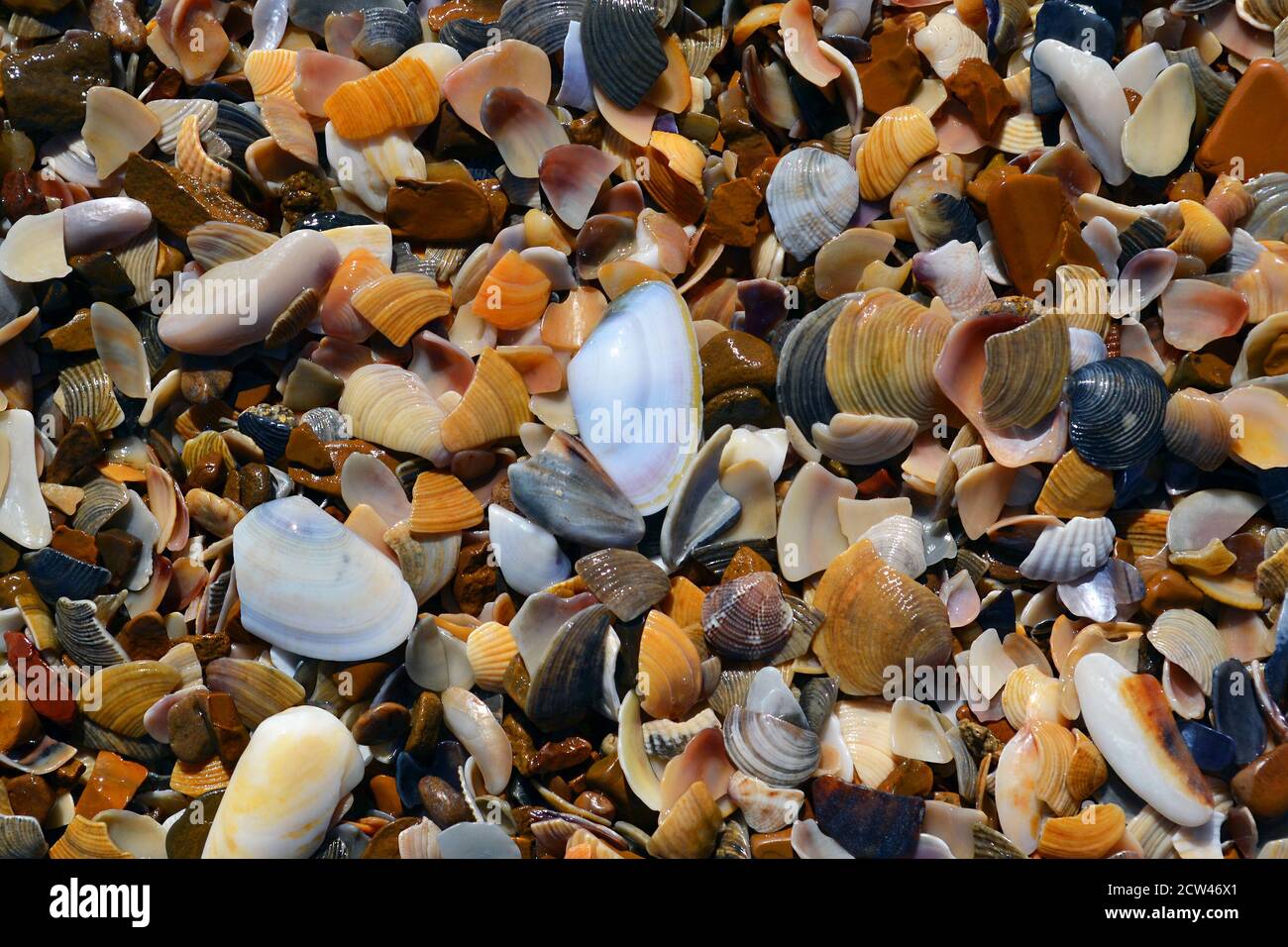 Various coloured sea shells and shell pieces and wet little stones ...