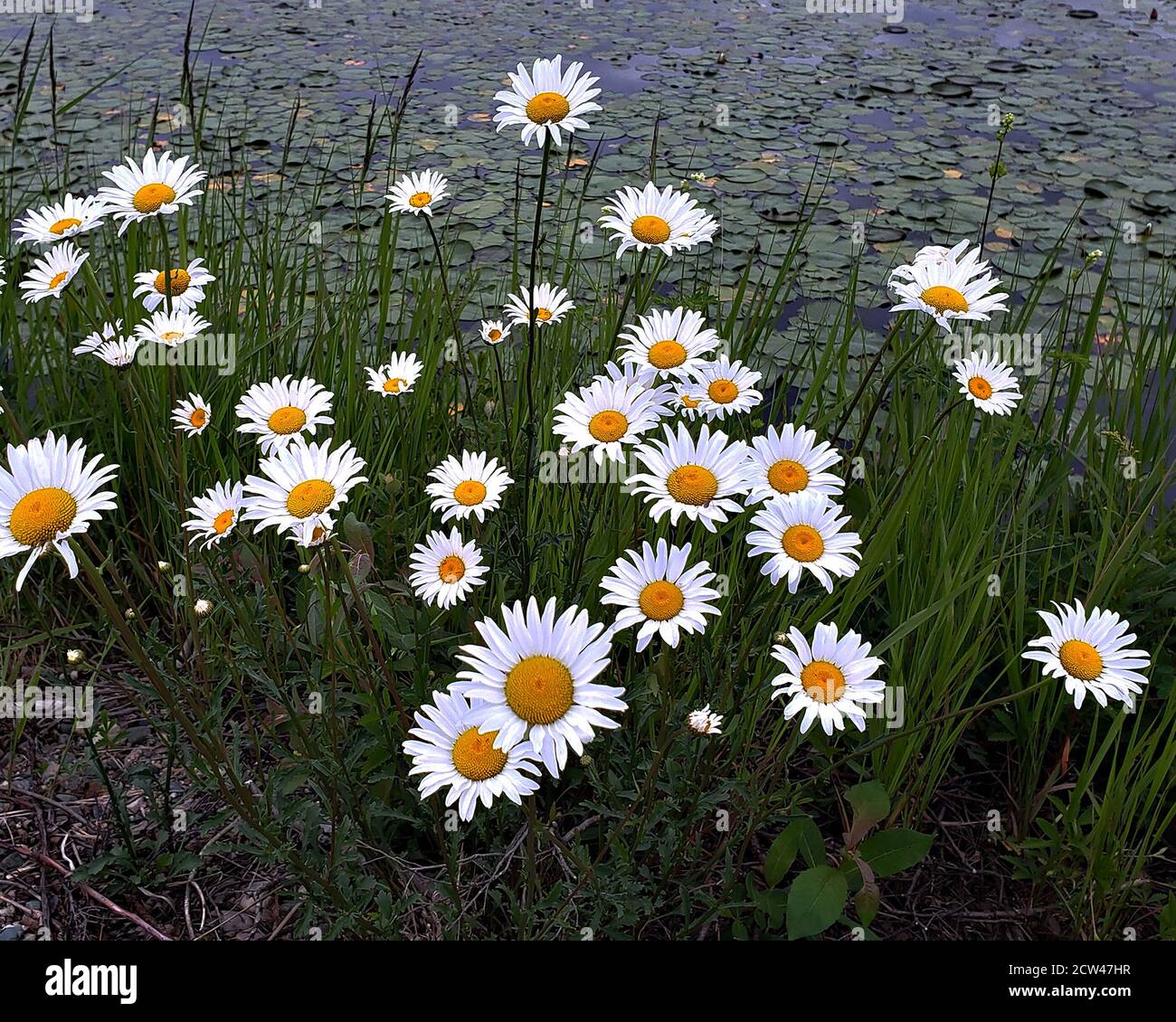 Daisy flowers with water lily pads background by a pond. Marguerite
