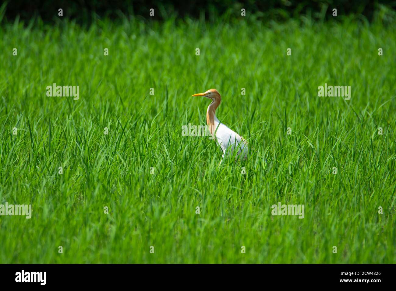 Bird - Cattle egret on rice farm field Stock Photo