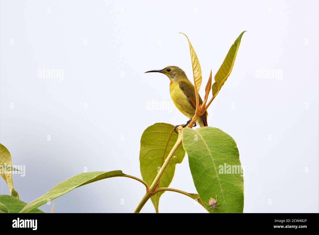 Bird - Beautiful female fire tailed sunbird on tree branch Stock Photo