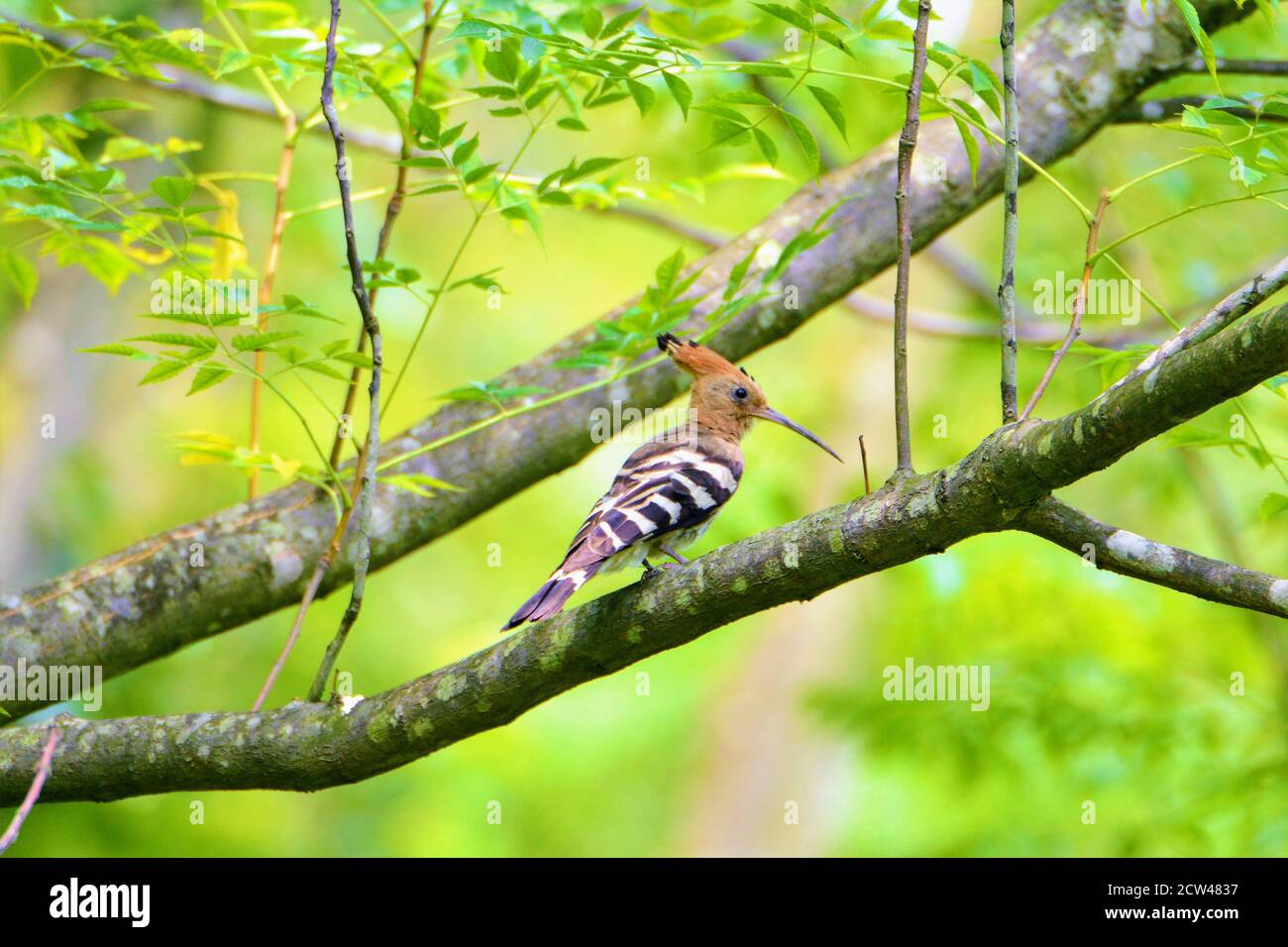 Bird - Hoopoe bird on tree branch Stock Photo