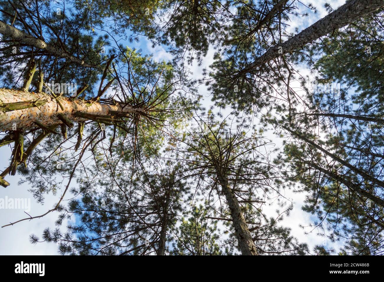 Bottom view of tall pine trees  of evergreen forest in autumn. Blue sky in the background. Stock Photo