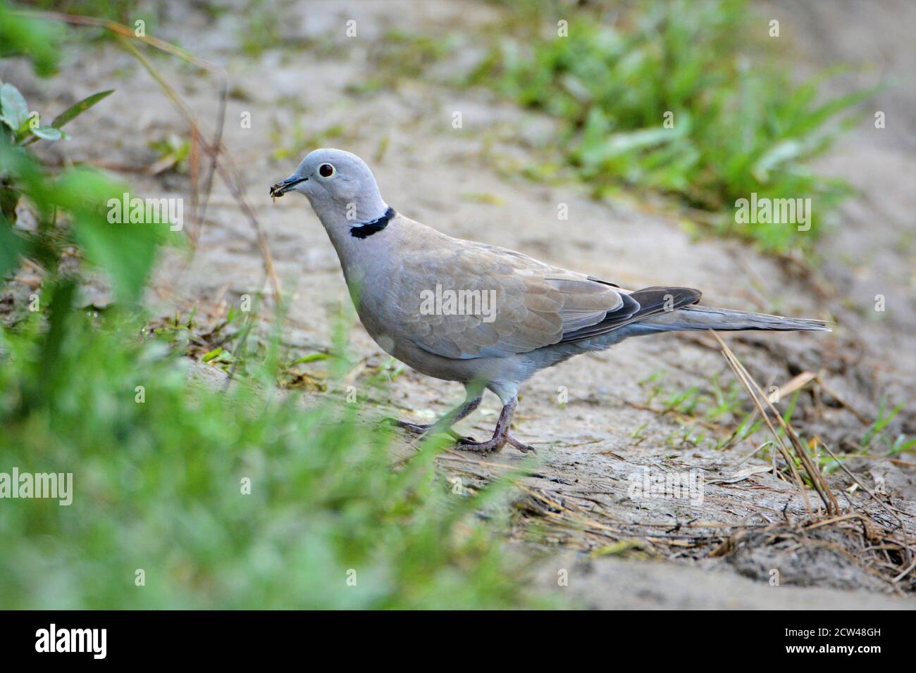 Bird - Eurasian Collared Dove on field Stock Photo