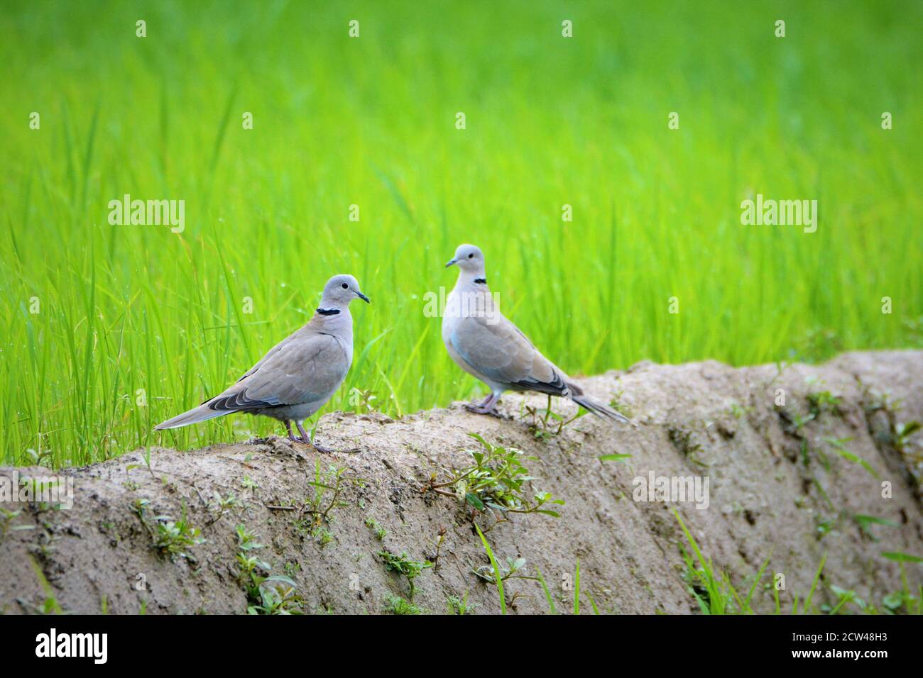 Bird - Pair Eurasian Collared Dove on rice farm field Stock Photo