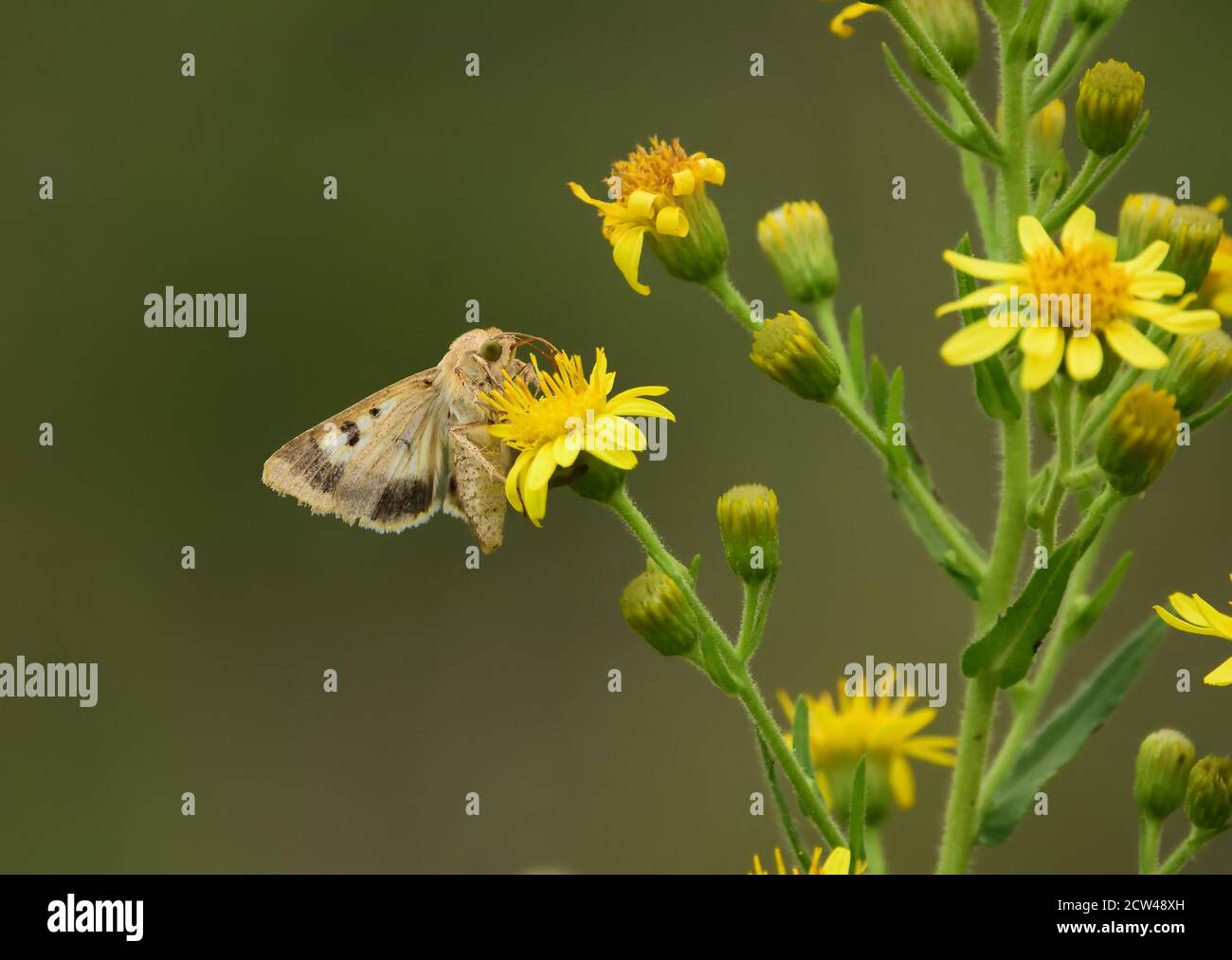 Isolated butterfly of the species Cotton bollworm, corn earworm (Helicoverpa armigera) or Old World (African) bollworm, on wild yellow flowers. Stock Photo