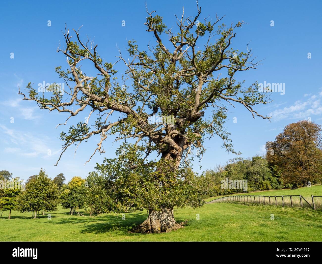 Stag-headed Oak Quercus robur in parkland in Gloucestershire UK Stock Photo