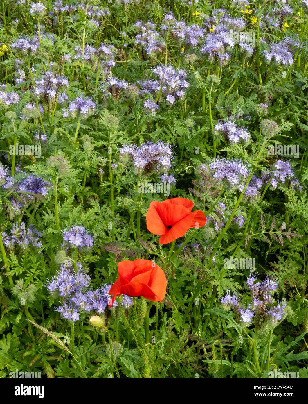 Border of sown insect attracting annuals dominated by blue Phacelia tanacetifolia around maize field Gloucestershire UK benefitting crops and wildlife Stock Photo