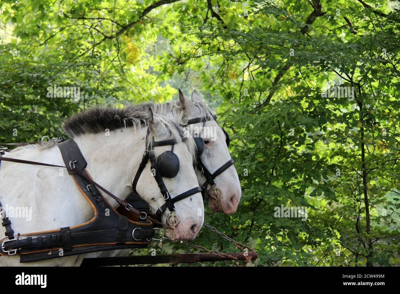 Closeup of two white horses with blinders in a field under the sunlight Stock Photo