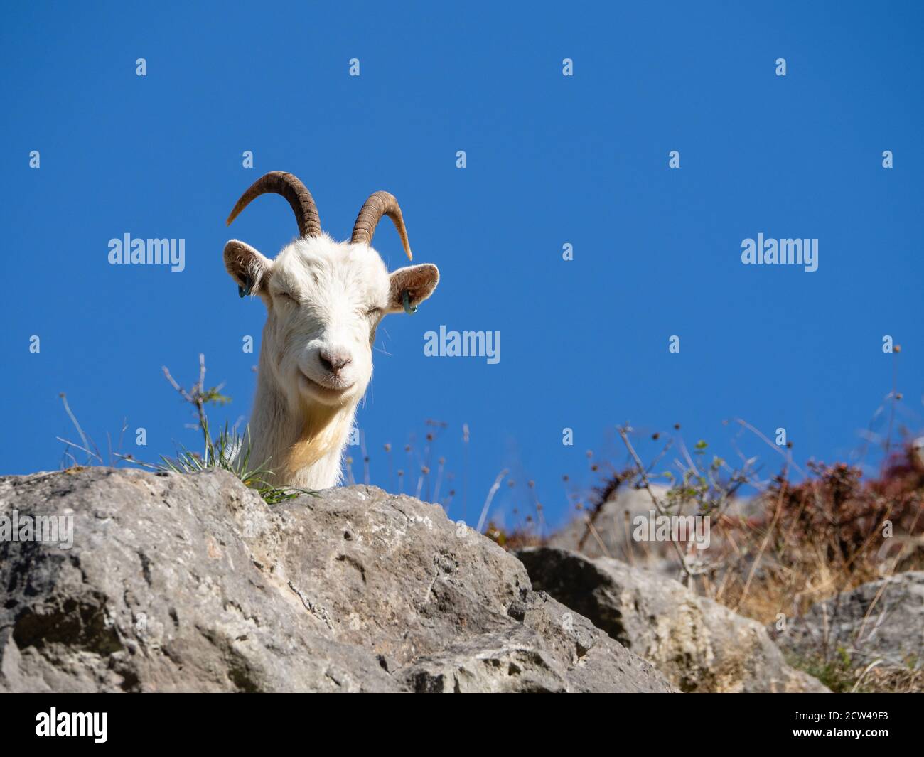 White feral goat dozing in the sun at Burrington Combe in the Mendip Hills of Somerset UK Stock Photo