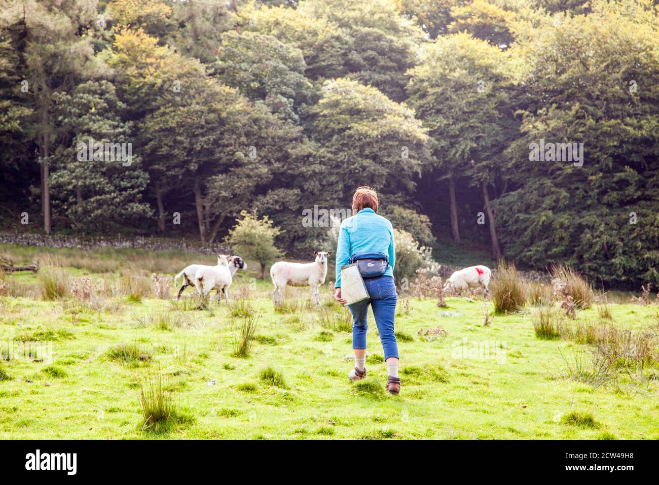 Woman walking alone in the Peak District national park  countryside  England UK Stock Photo