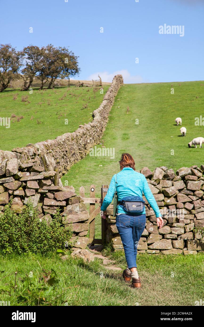 Woman walking alone in the Peak District national park  countryside alongside a dry stone wall England UK Stock Photo