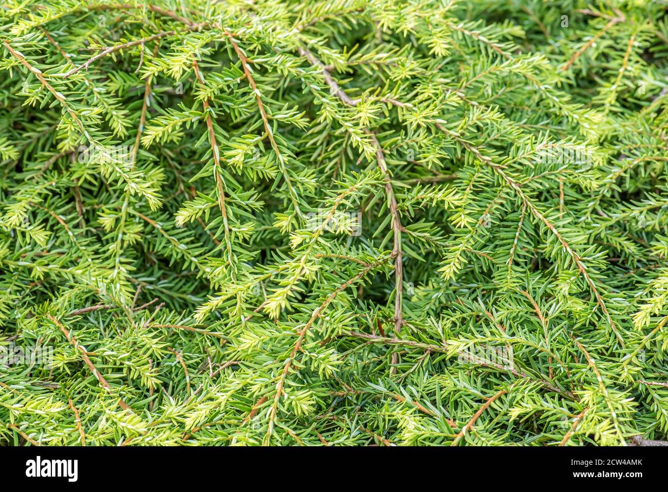 Tsuga canadensis also known as Canadian hemlock Stock Photo