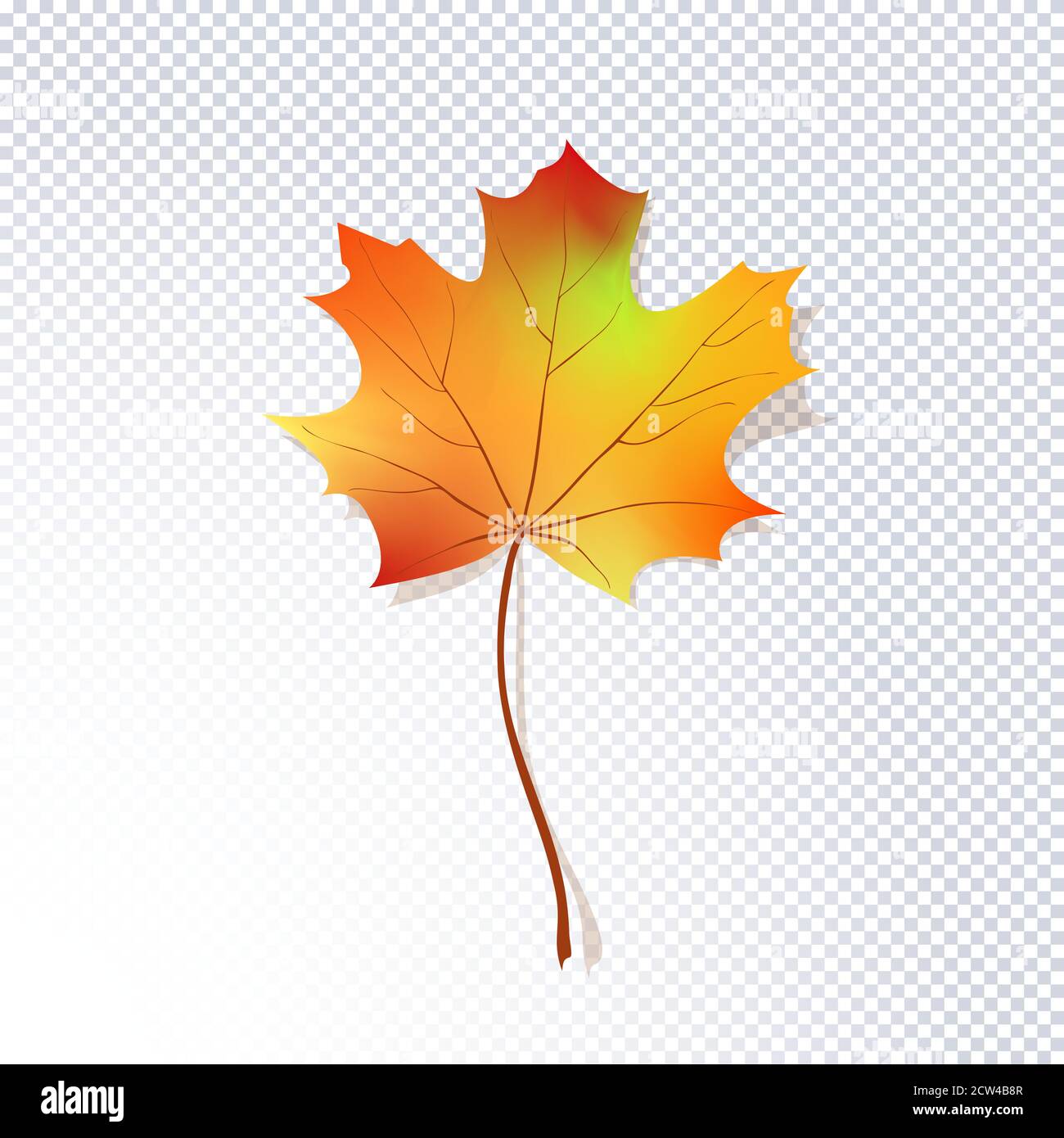 Realistic vector illustration of autumn withered red canadian maple ...