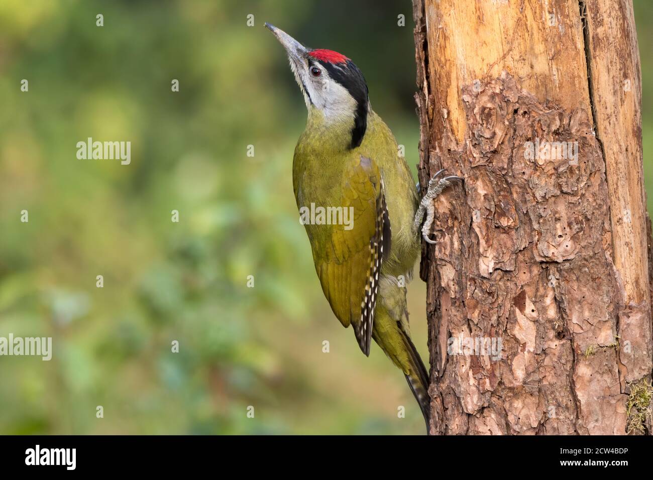 A beautiful male Grey-headed woodpecker (Picus canus), holding onto the side of a tree trunk in Sattal - Uttarakhand in India. Stock Photo