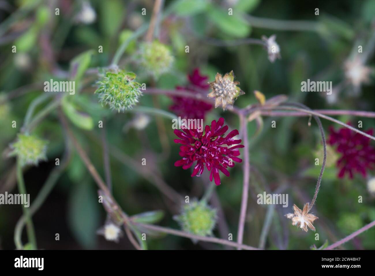 Knautia macedonica. Stock Photo