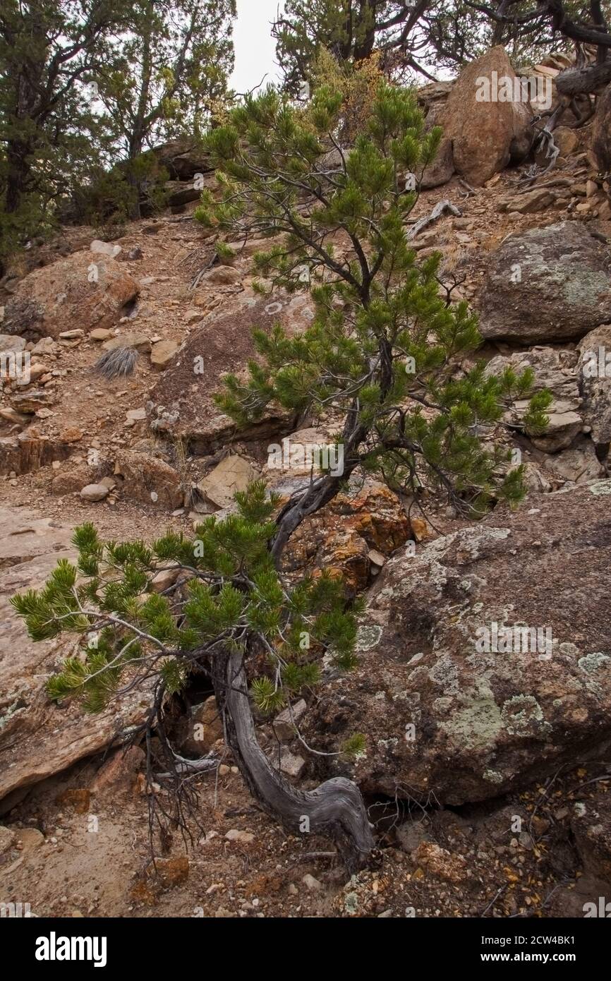 Limber Pine in Petrified Forest State Park 2281 Stock Photo
