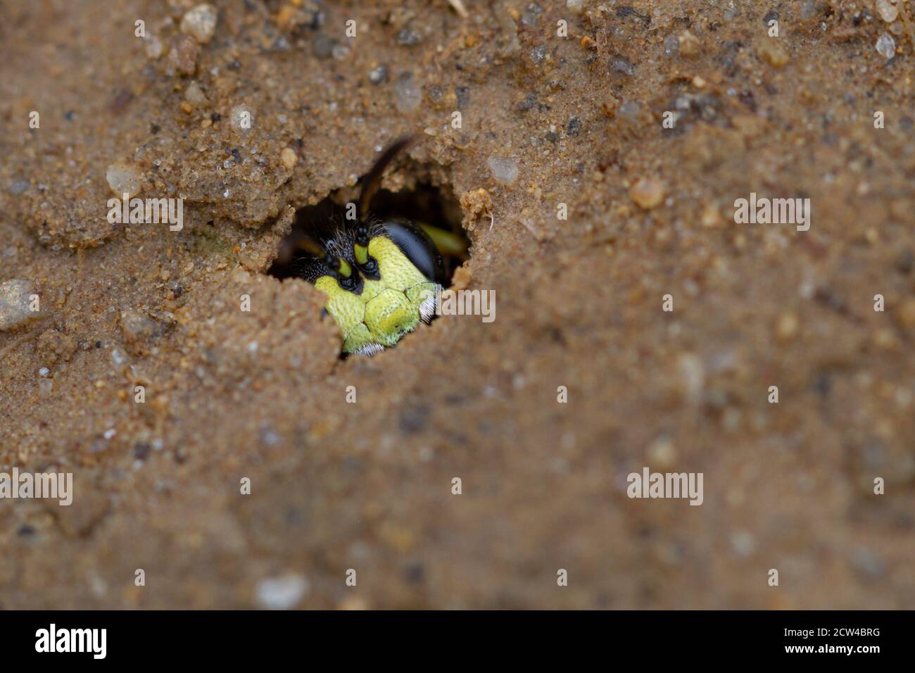 UK wildlife: likely to be the face of a Ornate Tailed Digger Wasp (Cerceris rybyensis) in a burrow Stock Photo