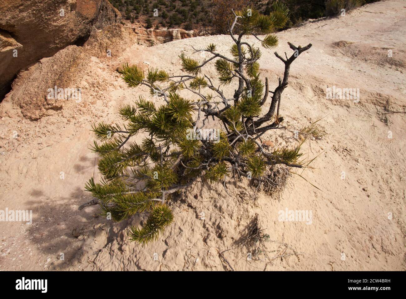 Limber Pine in Petrified Forest State Park 2297 Stock Photo