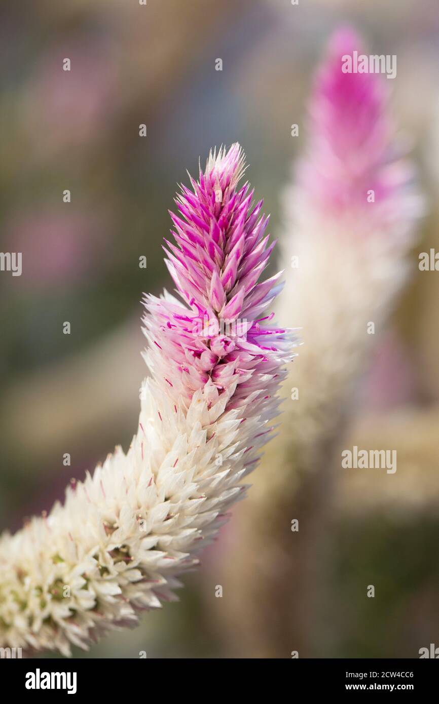 Celosia spicata 'Flamingo Feather'. Stock Photo