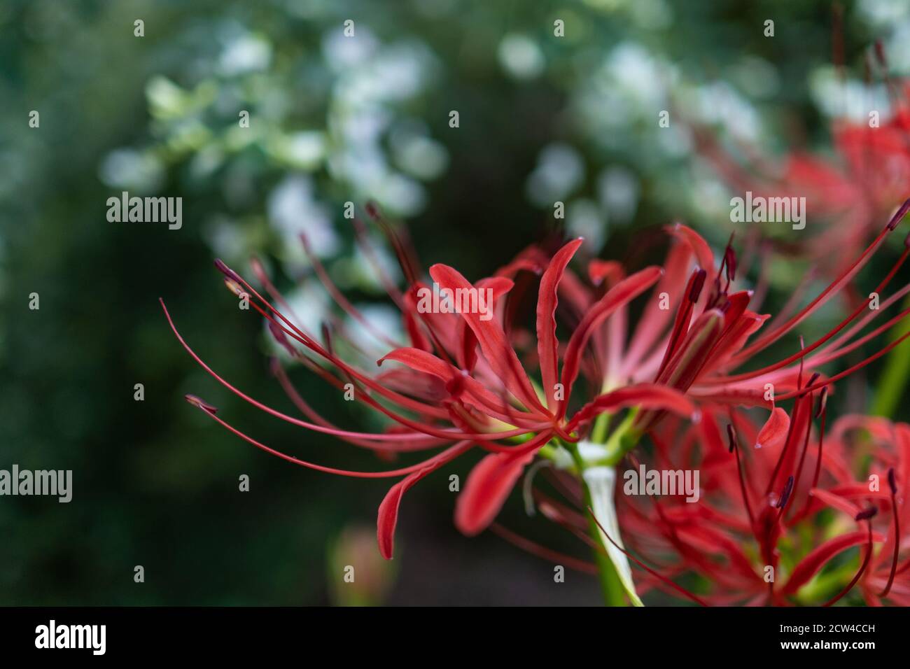 Spider Lily High Resolution Stock Photography And Images Alamy
