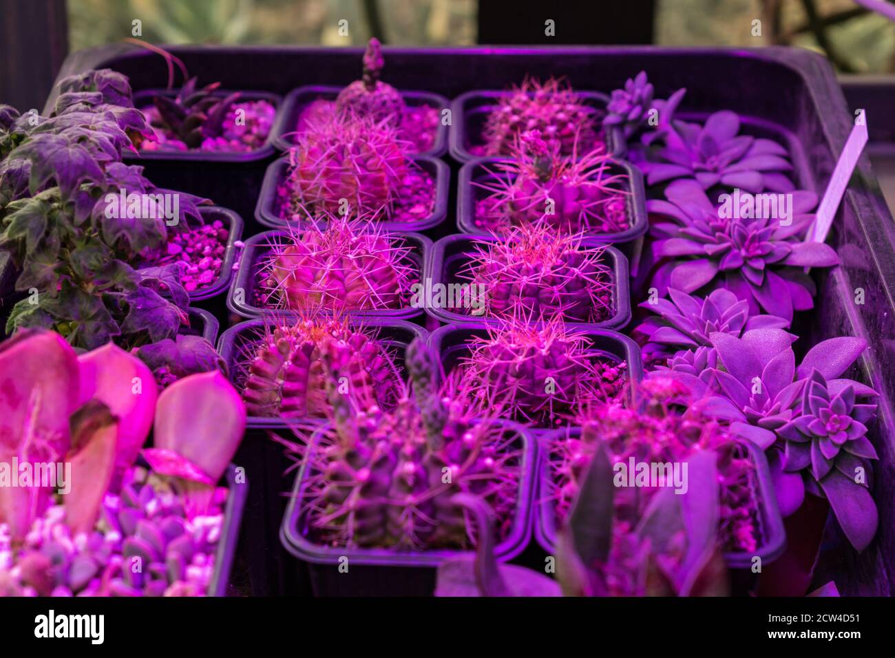 Growing succulents under LED grow light Stock Photo Alamy