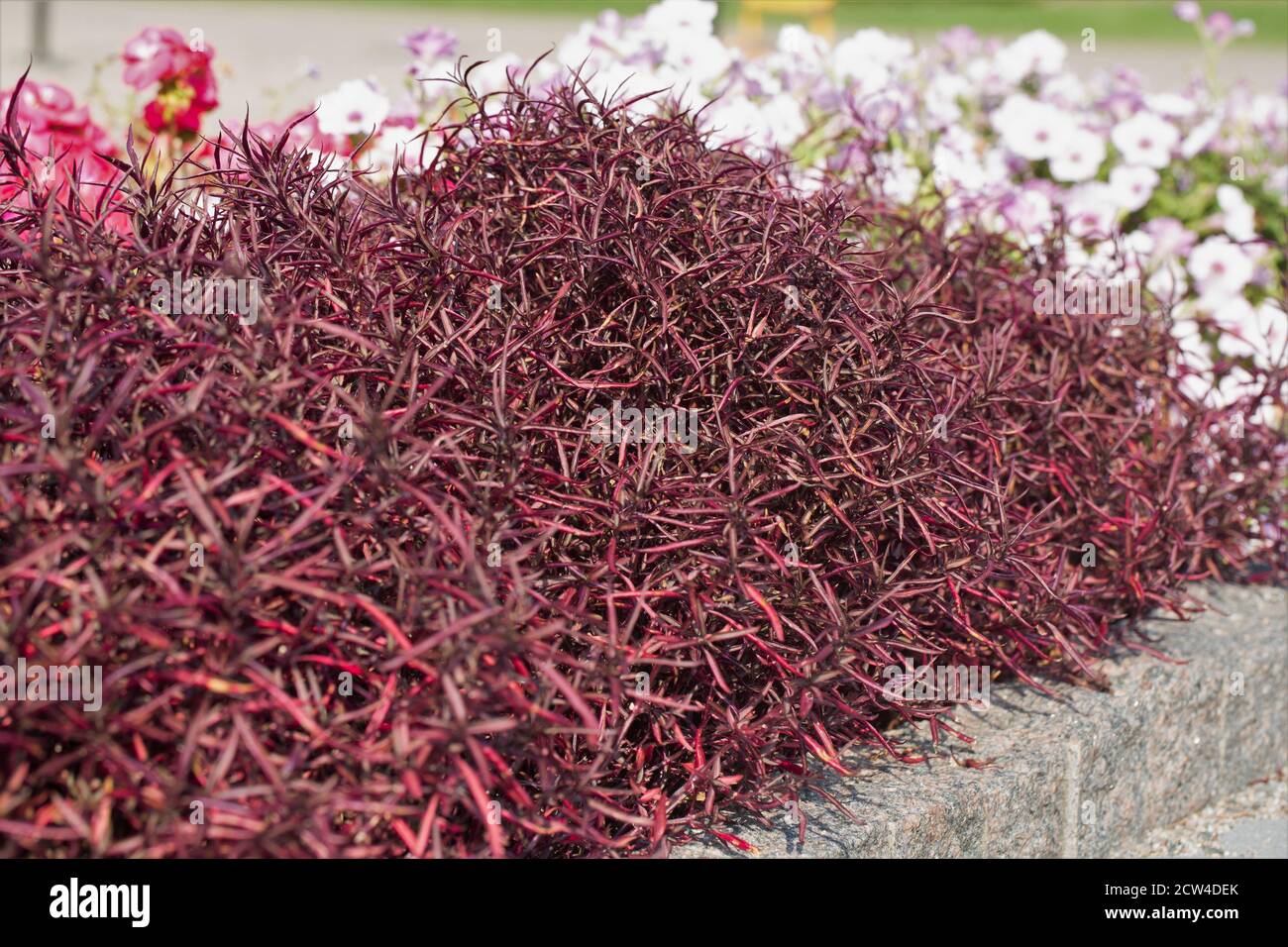 Alternanthera ficoidea 'Red Threads'. Stock Photo