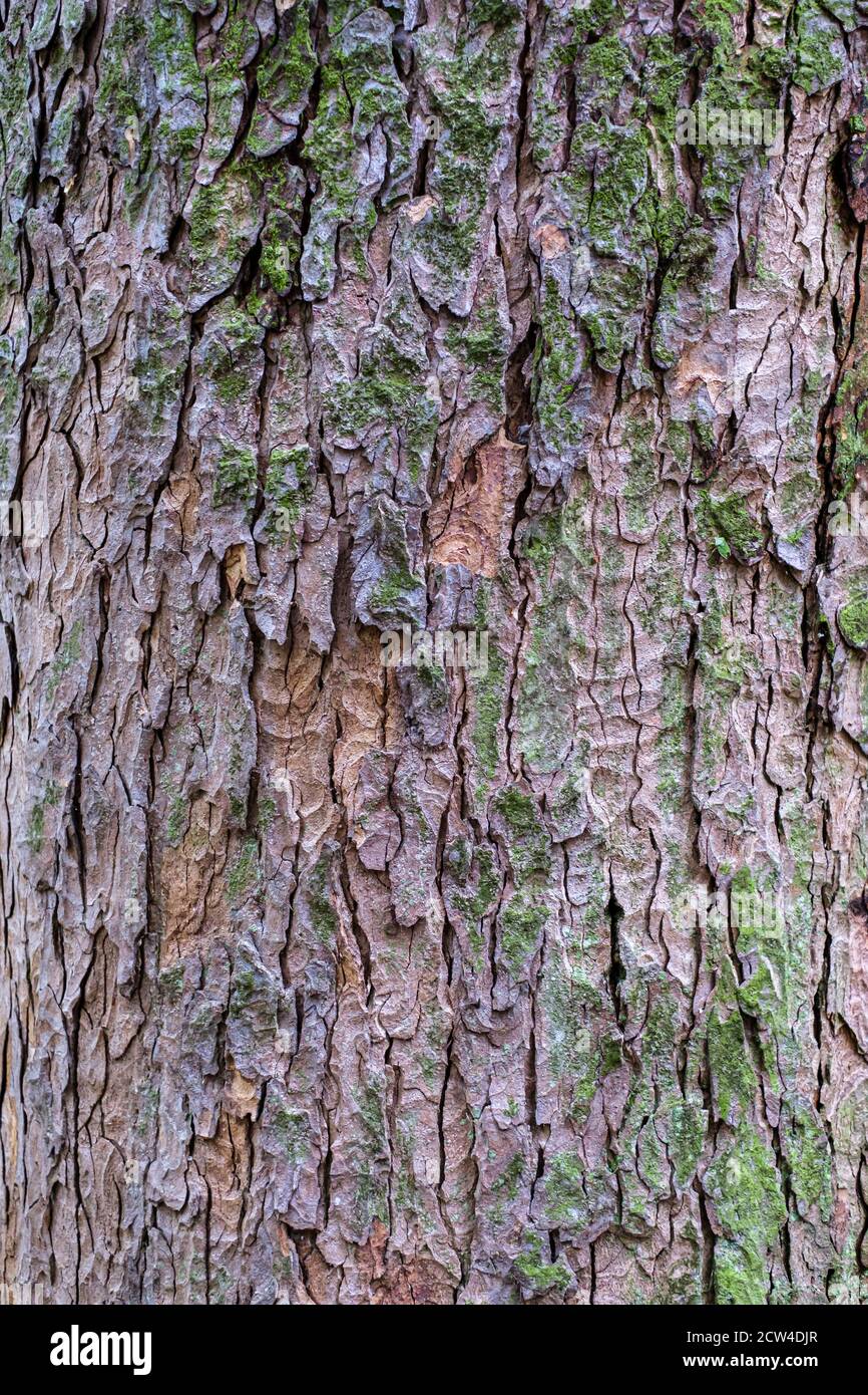 close up of the bark of a sycamore tree, Acer Pseudoplatanus Stock Photo