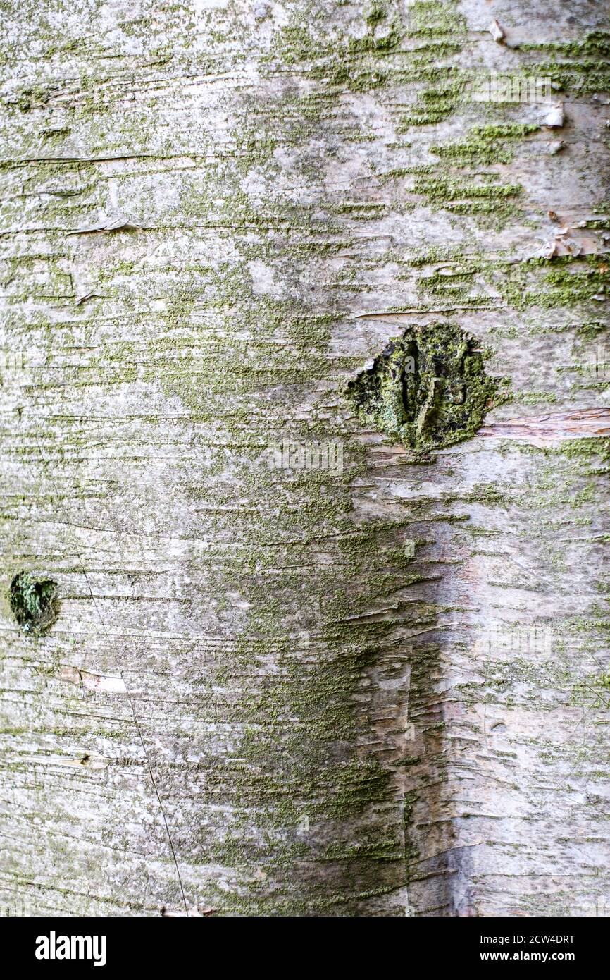 close up of the bark of a birch tree, Betula Pendola Stock Photo