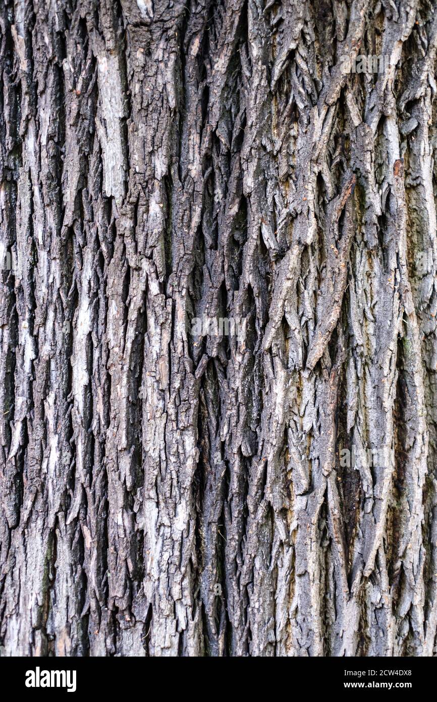 Close Up Of The Bark Of A Norway Maple Acer Platanoides Stock Photo Alamy