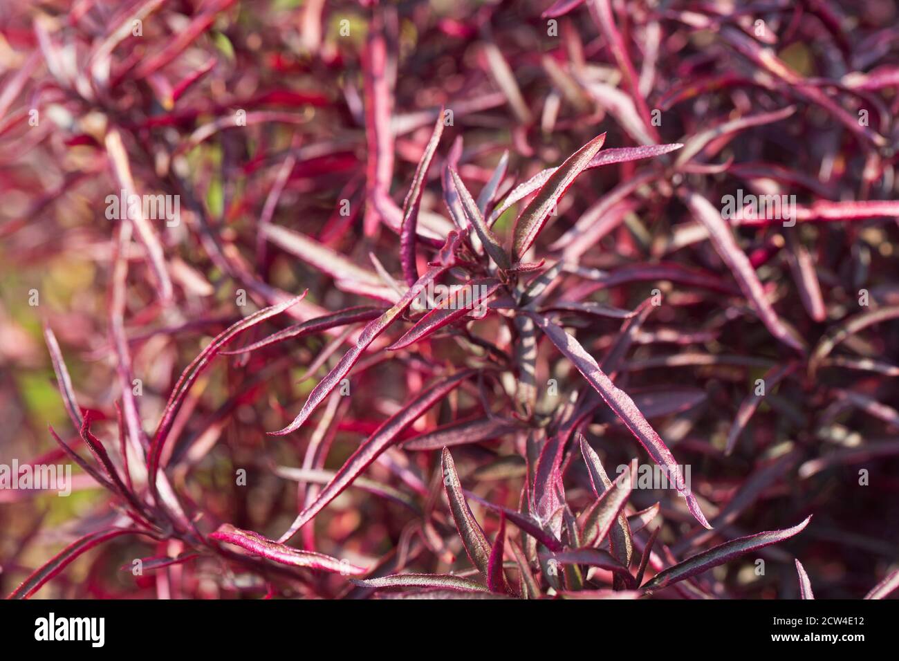 Alternanthera ficoidea 'Red Threads'. Stock Photo