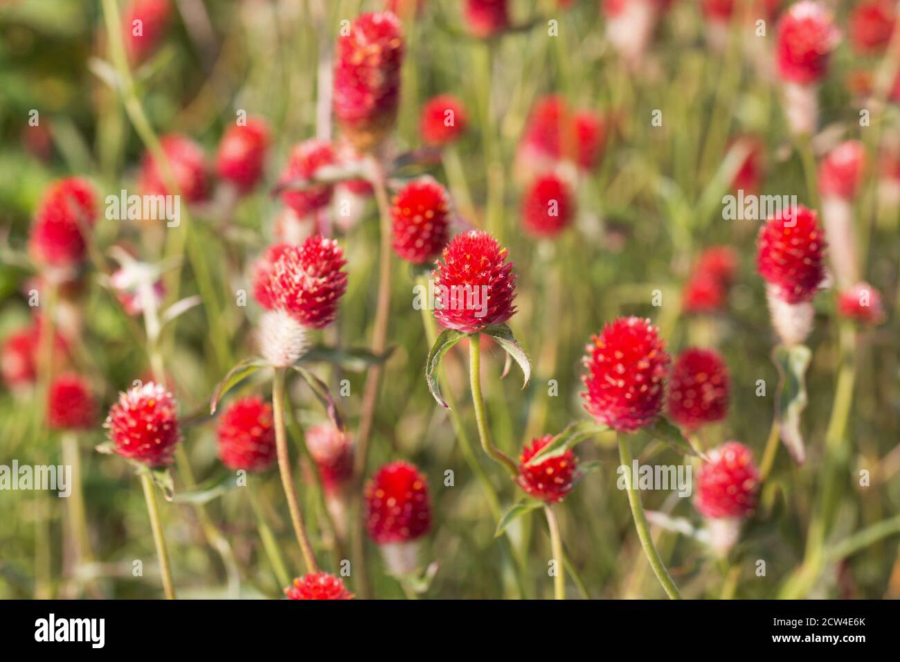 Gomphrena haageana 'Strawberry Fields'. Stock Photo