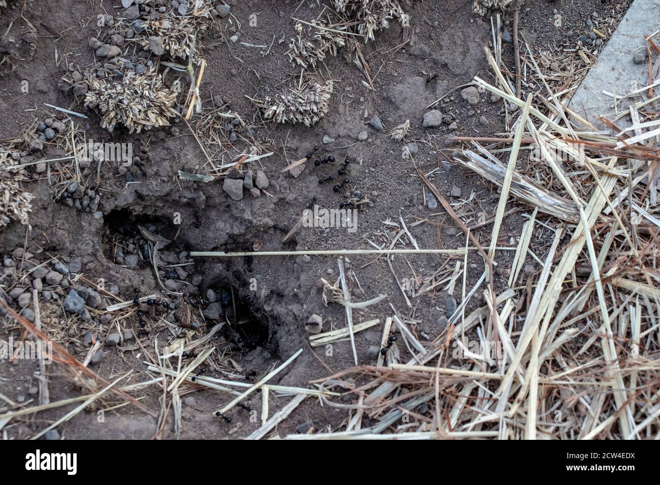 In the flowerbed, an anthill is visible in the foreground. Stock Photo