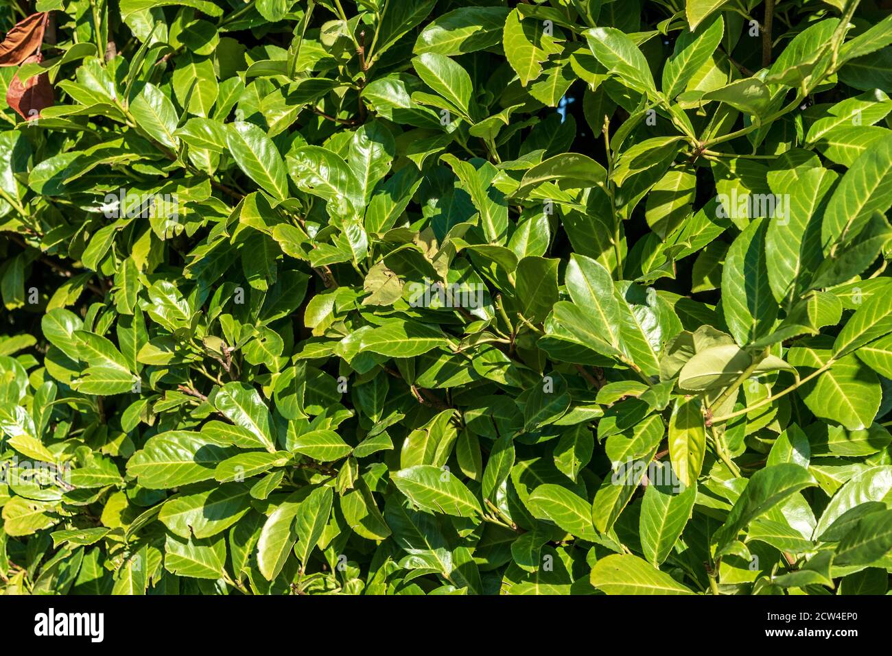 Laurel leaves in a hedge Stock Photo Alamy