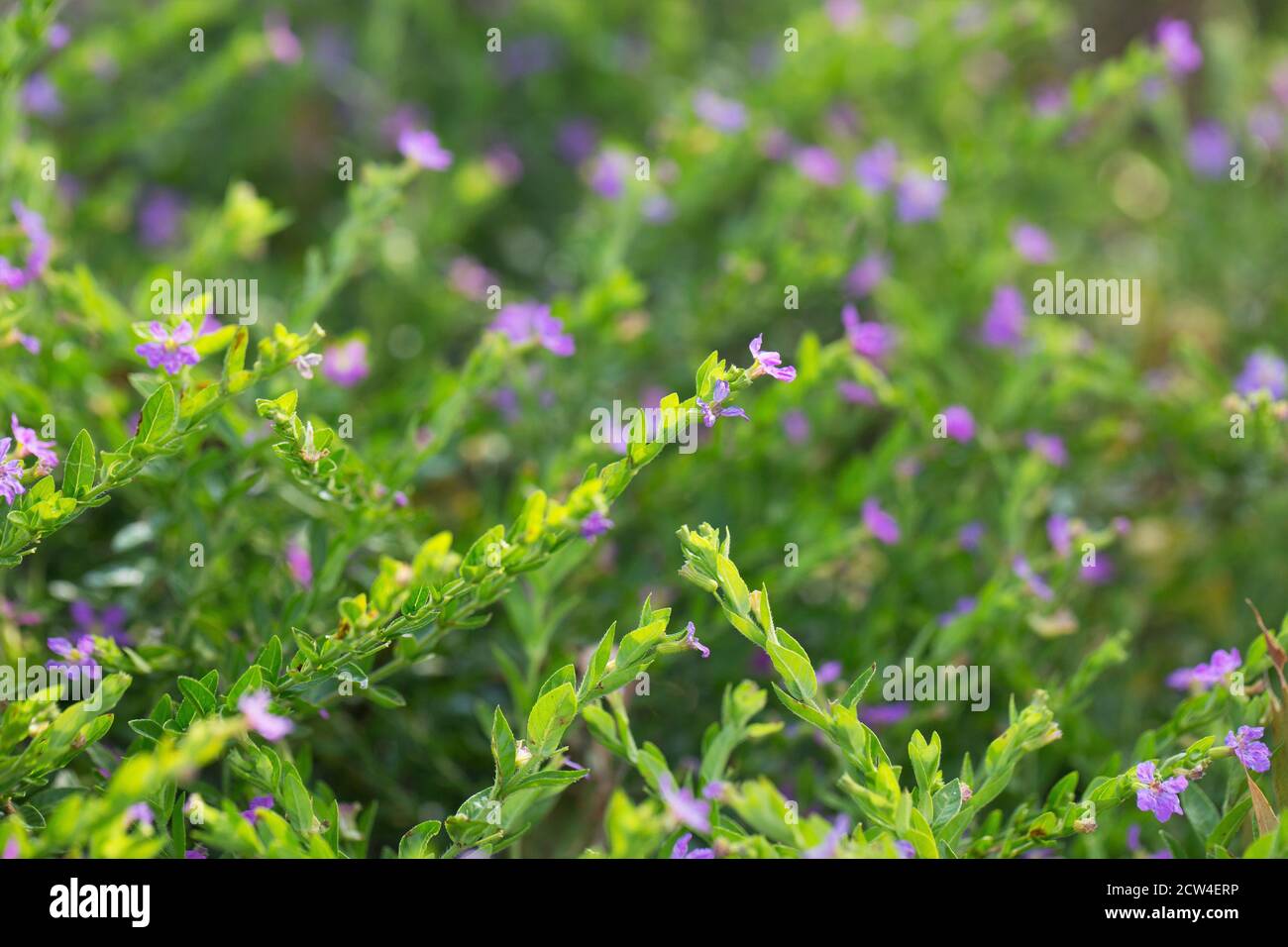 Cuphea hyssopifolia 'Allyson'. Stock Photo