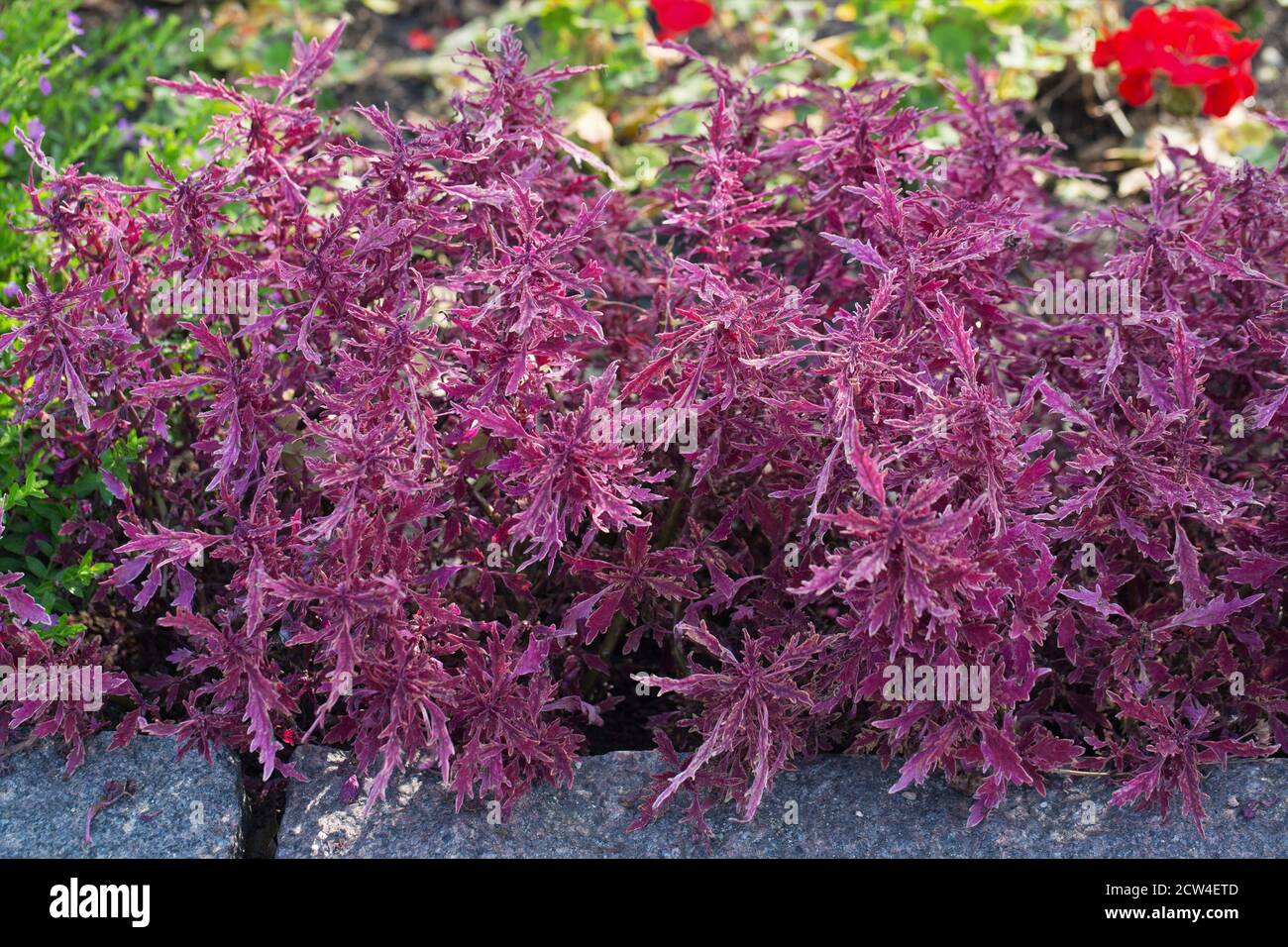 Coleus scutellarioides hipsters 'Luca'. Stock Photo