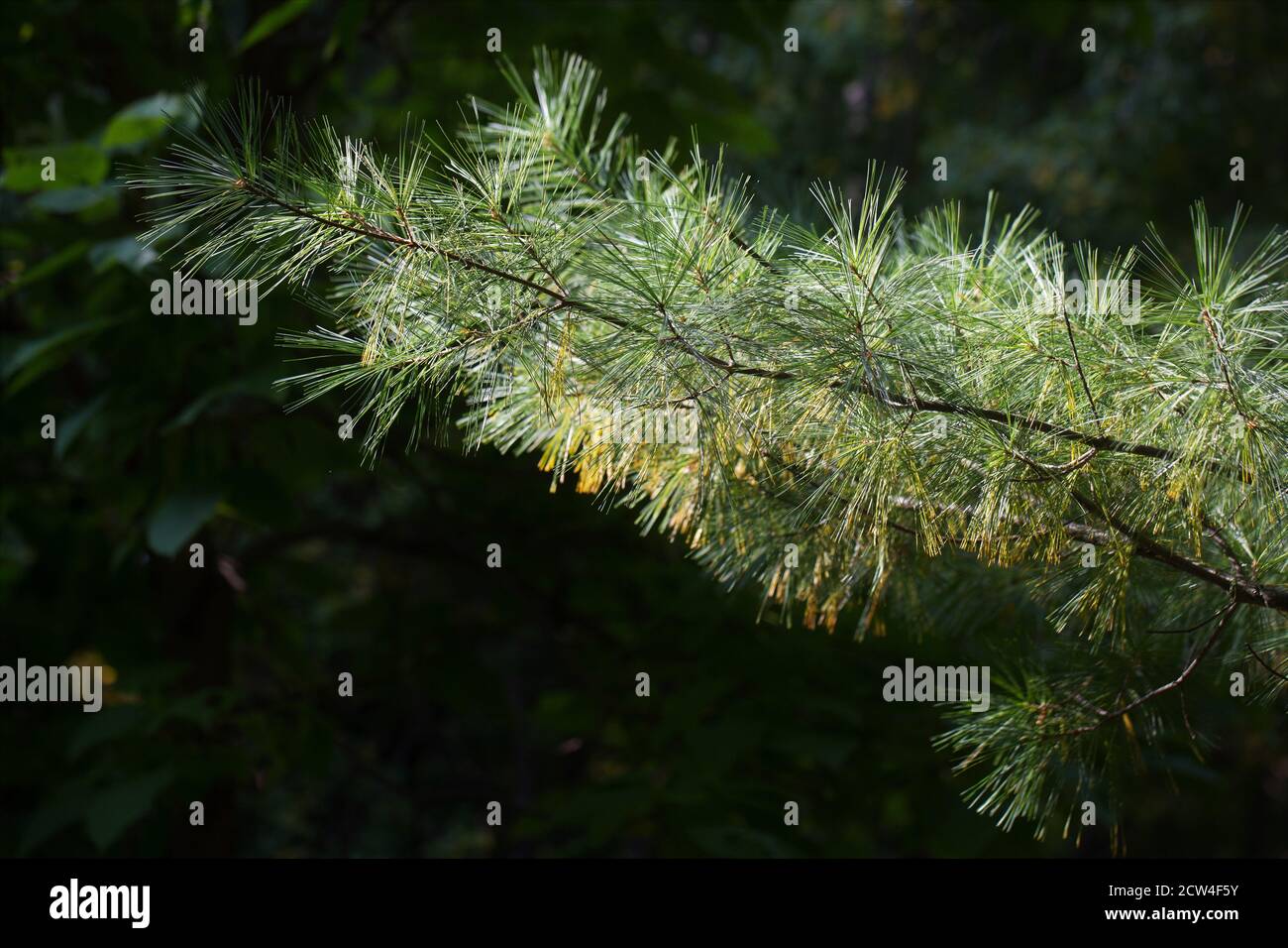 Pinus strobus. Stock Photo