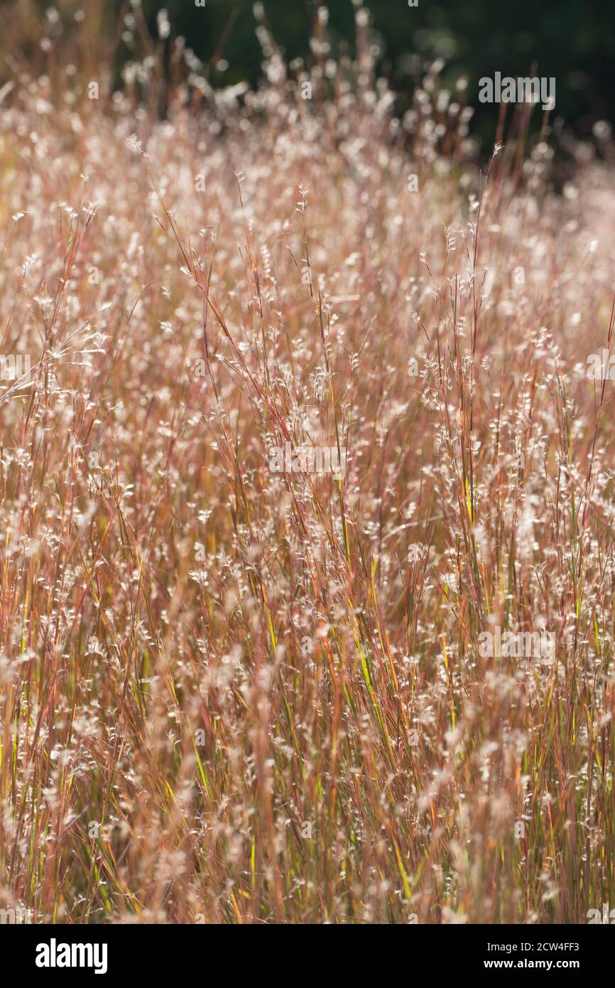 Schizachyrium scoparium grass. Stock Photo